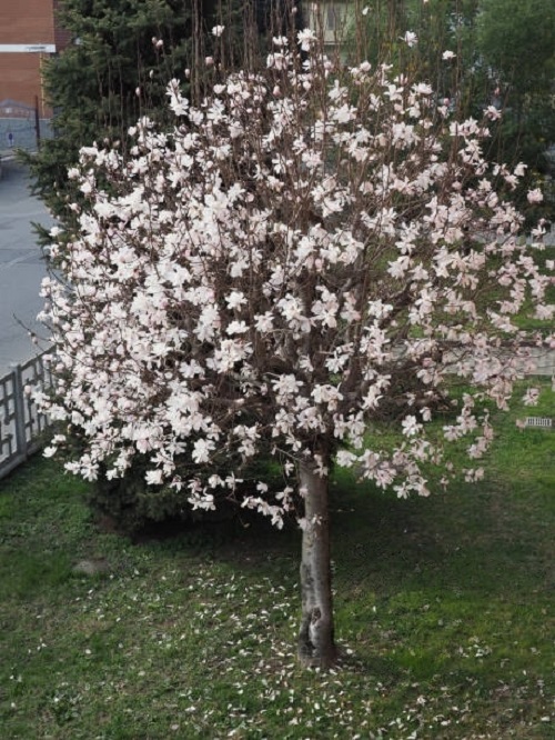 Sweetbay Magnolia in porch garden