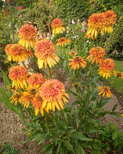 attractive coneflower types for your garden 