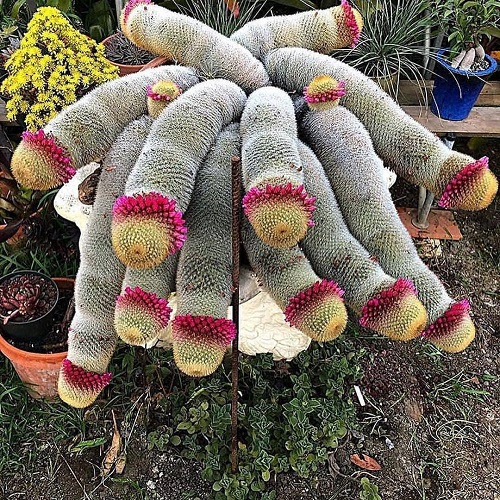 Plants with Penis-Like Structures 