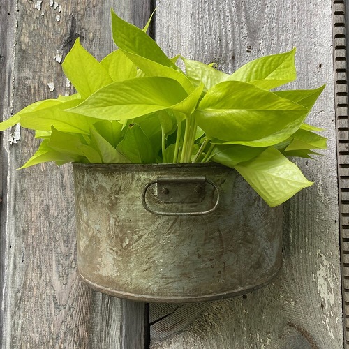 wall planter with Handles 