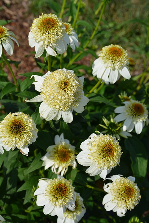 Types of Coneflower Varieties 2