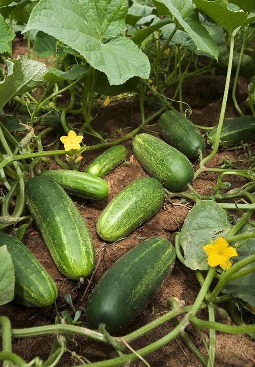 The Best Plants for February Vegetables 21