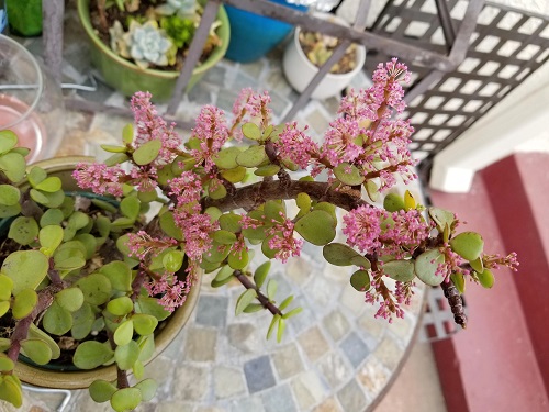 miniature Jade Plants with Flower 