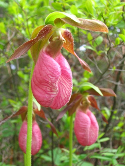 Plants that Look like Penis 24