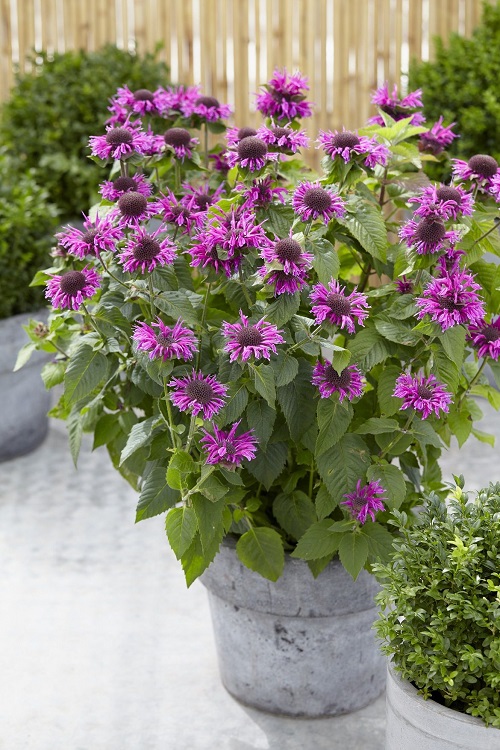 Best Plants that Attract Bees 12