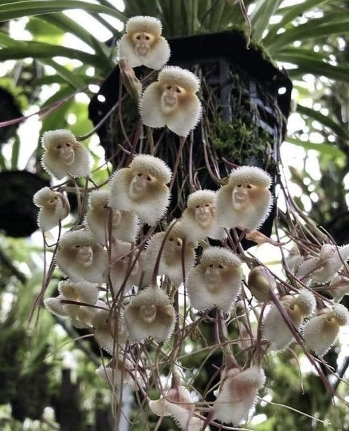 money orchids Look Like Animals