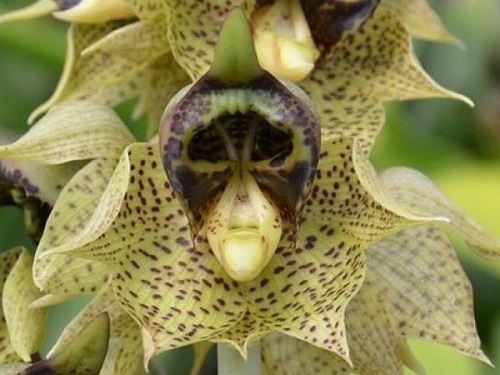  Uncanny Flowers That Look Like Skulls