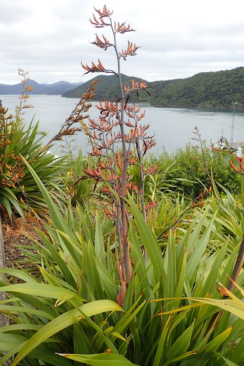 Beach Plants You Can Grow Indoors 19