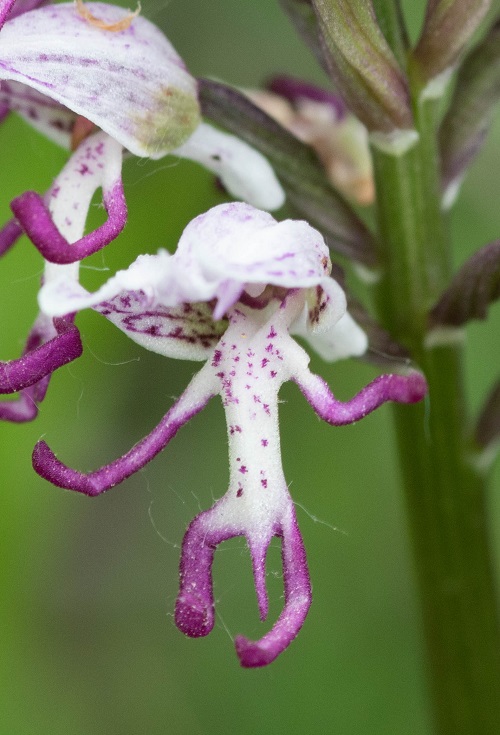 Plants that Look like Penis 2