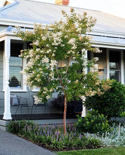 Natchez Crape Myrtle Tree front of porch garden