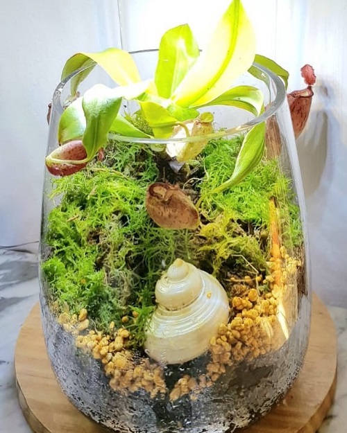 pitcher plant Carnivorous Plant Terrarium h