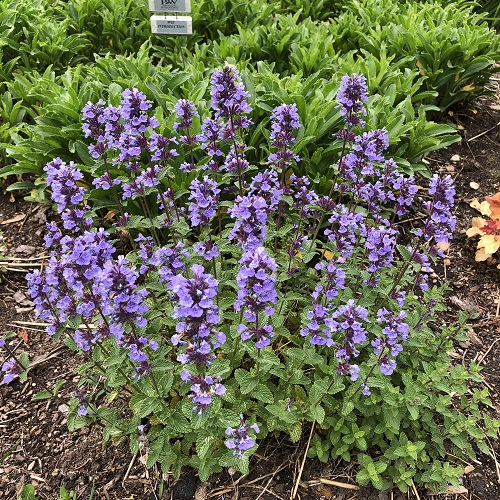 Long-Blooming Perennial Flowers 1