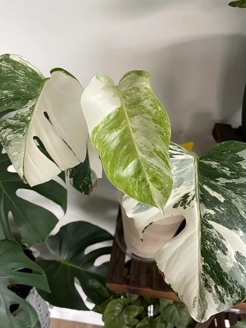 fenestrate  Monstera Plant 7