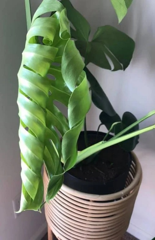 Monstera Plant Problems with new foliage 9