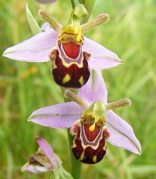 bumblebees orchid plant that Look like Animals 