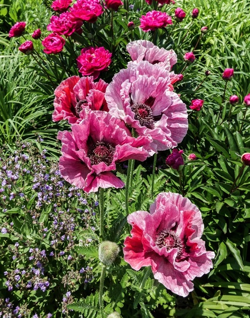 Blooming Perennial Flowers for a decade