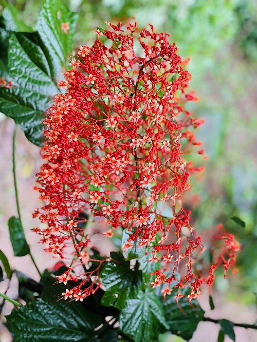 Best Clerodendrum Varieties 3