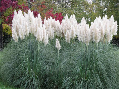 Plants Resembling Cattail Plants 