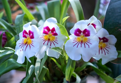 pansy flowers that Look like cat