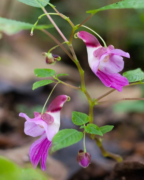 parrot flower that Look Like Animals