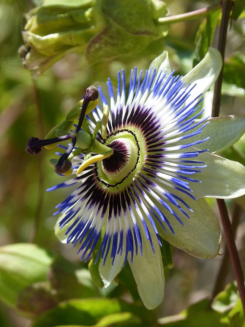 blue and white flower tralies 16