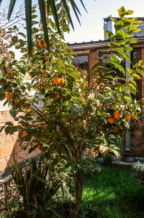 Weed That Resemble Tomato Plants  1