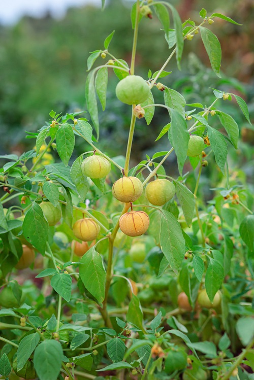 Adopting a Tomato Plant-Like Look 