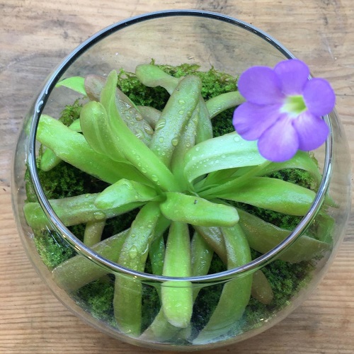 butterwort Carnivorous Plant Terrarium