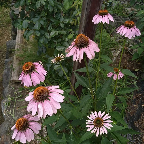 Types of Coneflower Varieties