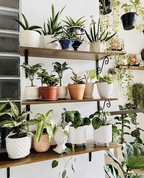 Succulents on the Shelves