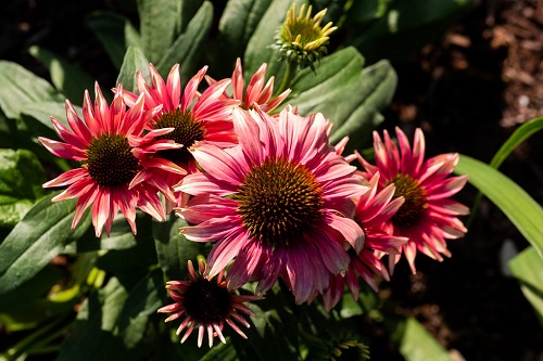 Numerous types of coneflowers 1