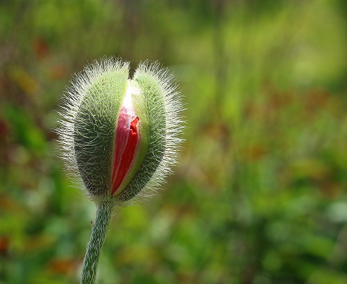 Flowers That Look Like Vaginas 1