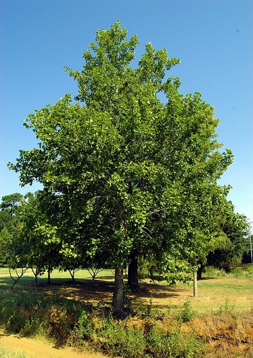 Fast Growing Trees