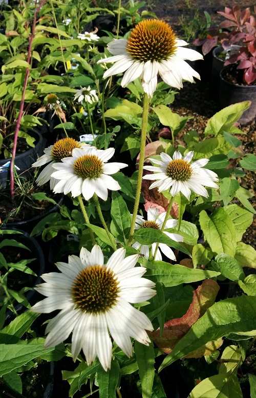 Many types of coneflowers 4