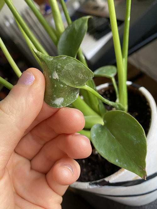 pest on monstera plant 14