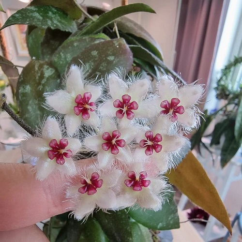 Hoya Caudata Sumatra Care 4