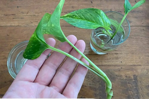 Pothos in Water 2