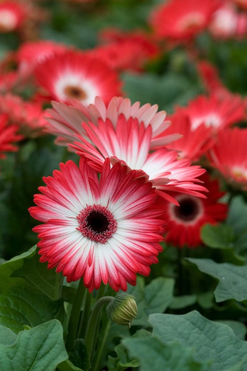 How to Keep Gerbera Daisies Blooming 2