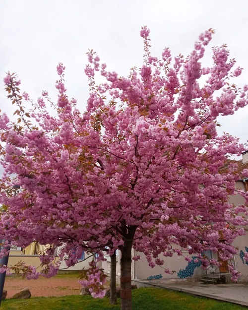 cherry blossom plants for your garden