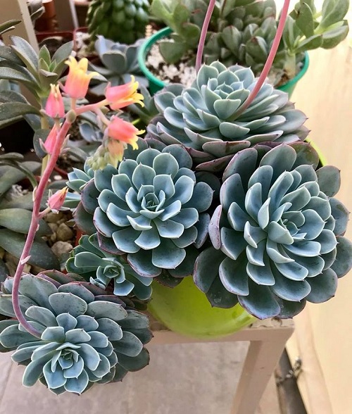 Echeveria Elegans 2