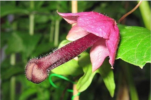 Plants with Penis-Like Structures 2