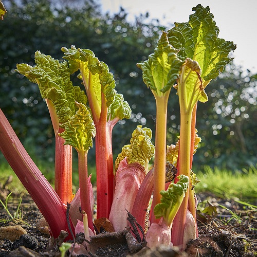 February Vegetables plant  to Grow 17