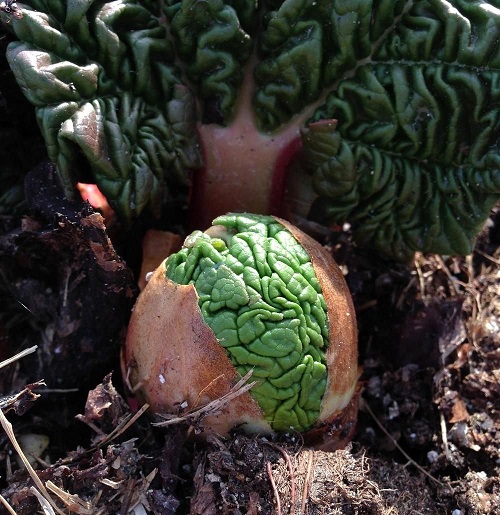 Strange Plants with Brain-Resemblances 2