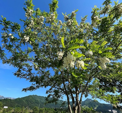 stunning Black Locust tree 