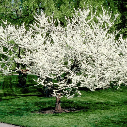 Royal White Redbud in garden