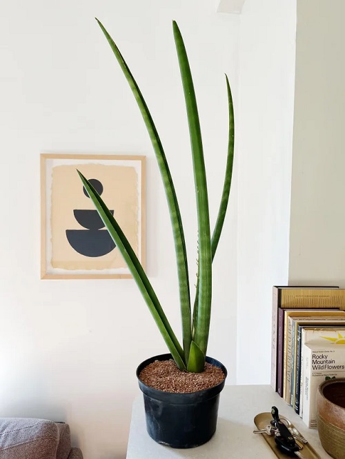 Best Giant Snake Plant Types