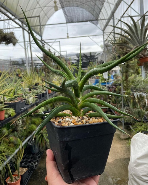 Sansevieria Hybrid plant that looks like aloevera