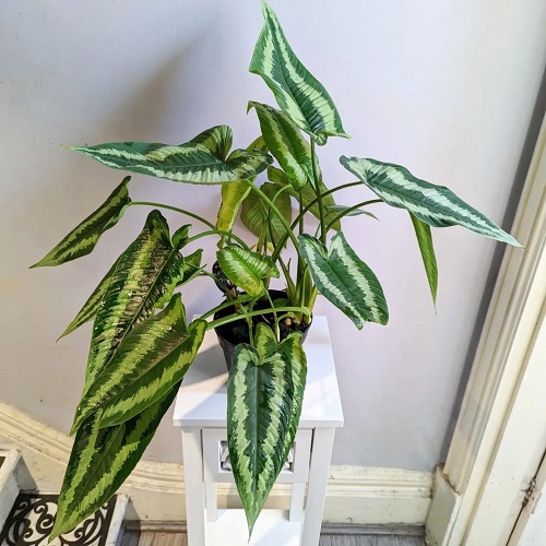 Plants that Look like Elephant Ears But are Not 17