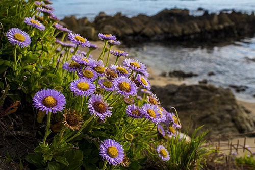 Beach Plants You Can Grow Indoors 15