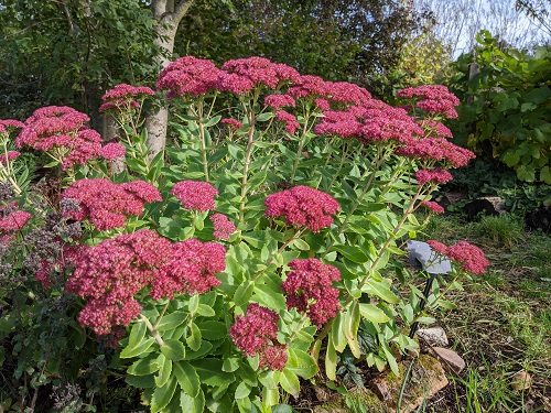 Long-Blooming Perennial Flowers 